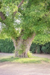 gros arbre vert magnifique